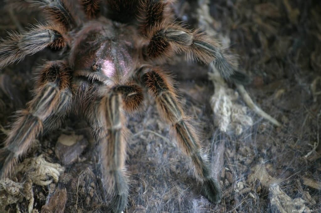 Top Tips for Choosing Your First Tarantula: A Guide for New Hobbyists