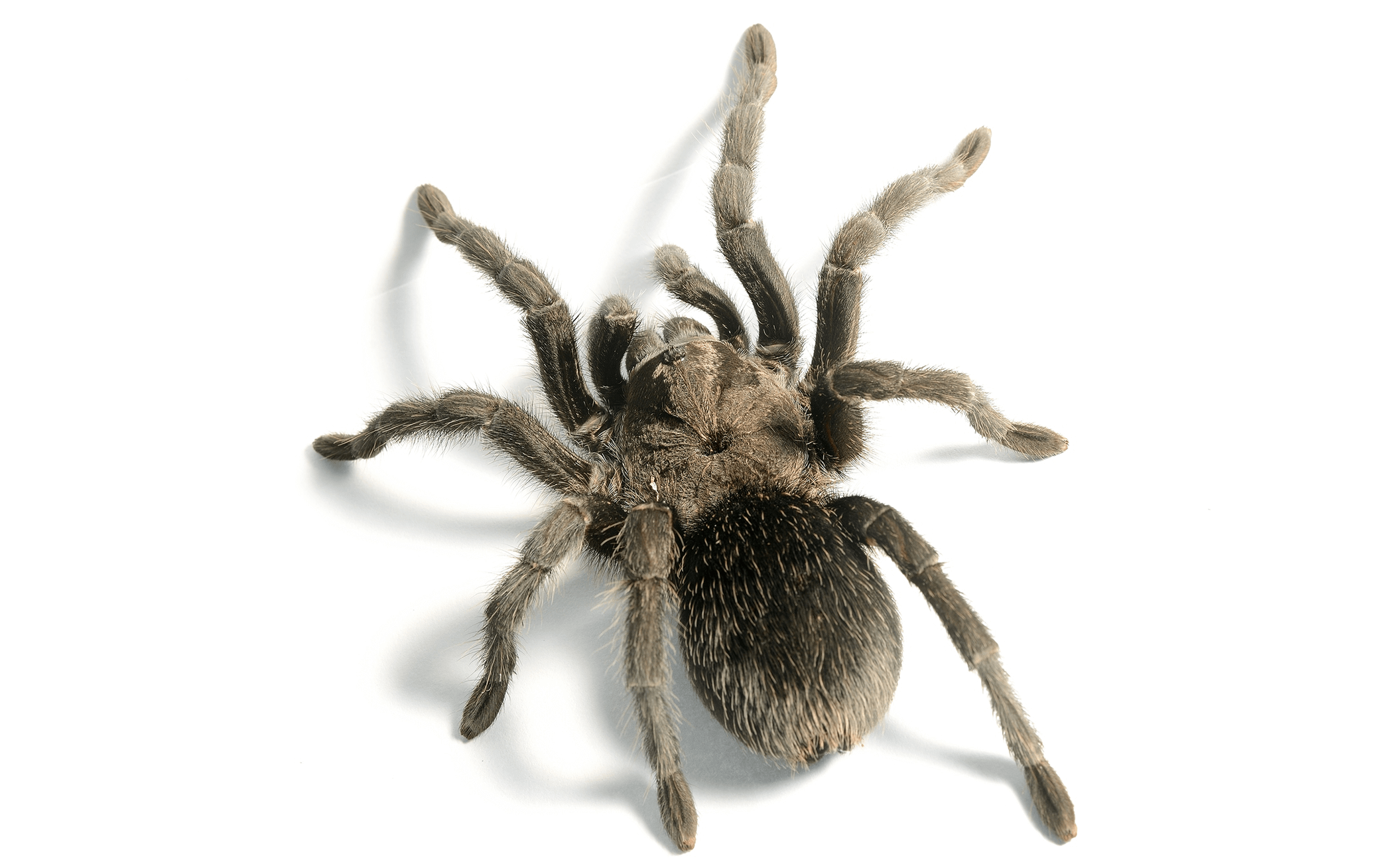 Do Tarantulas Really Recognize Their Owners? Debunking the Myth