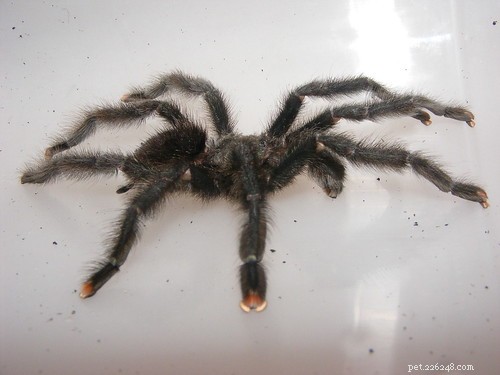 Identifying Male Tarantulas: A Professional Guide to Sexing Adult Specimens