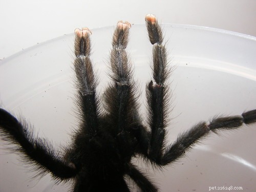Identifying Male Tarantulas: A Professional Guide to Sexing Adult Specimens