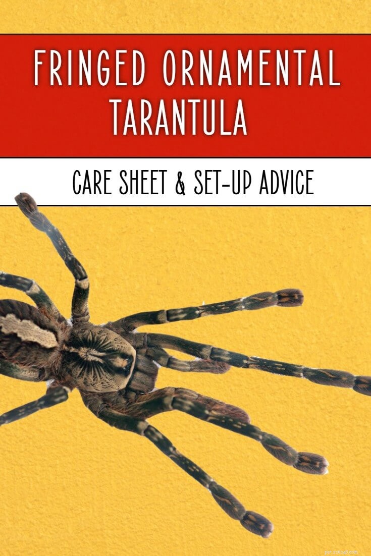 Poecilotheria ornata Care Guide – Essential Tips for the Fringed Ornamental Tarantula