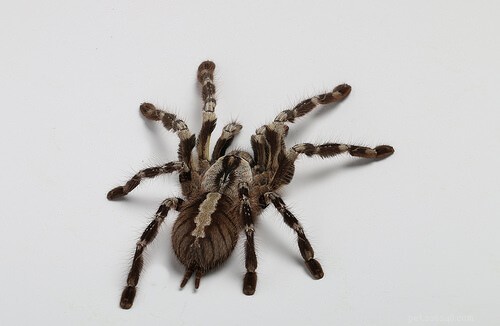 Poecilotheria ornata Care Guide – Essential Tips for the Fringed Ornamental Tarantula