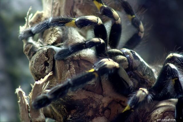 Safely Transporting Aggressive and Fast-Moving Tarantulas: A Proven Guide