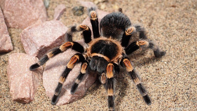 Top Tarantula Choices for New Hobbyists: A Guide to the Best Beginner-Friendly Species
