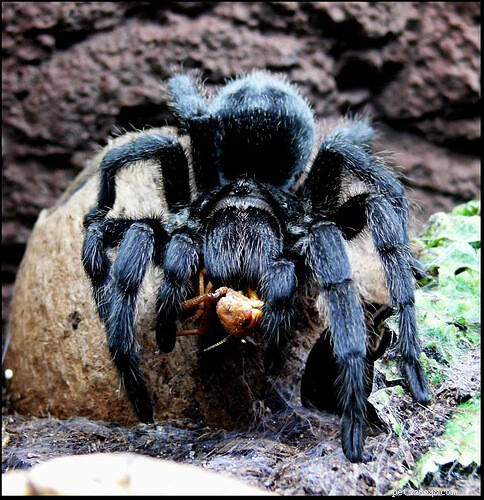 Top Tarantula Choices for New Hobbyists: A Guide to the Best Beginner-Friendly Species