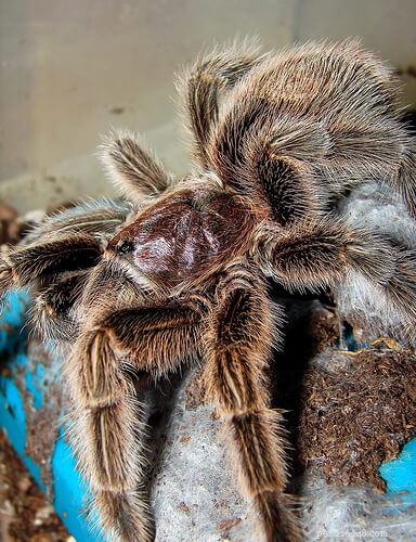 Top Tarantula Choices for New Hobbyists: A Guide to the Best Beginner-Friendly Species