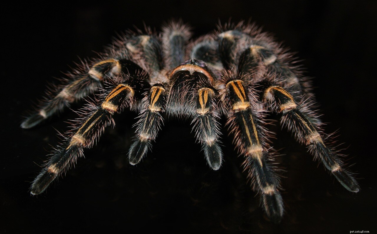 Top Tarantula Choices for New Hobbyists: A Guide to the Best Beginner-Friendly Species