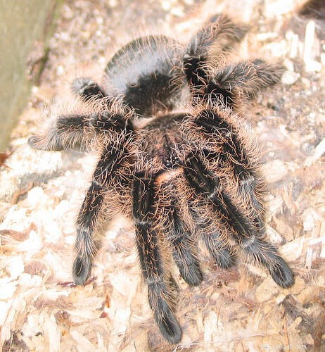 Top Tarantula Choices for New Hobbyists: A Guide to the Best Beginner-Friendly Species