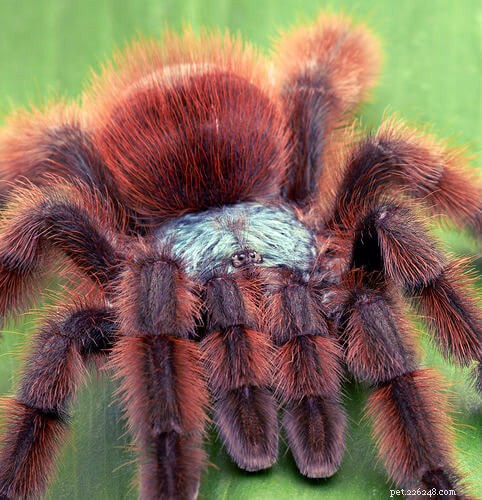 Top Tarantula Choices for New Hobbyists: A Guide to the Best Beginner-Friendly Species