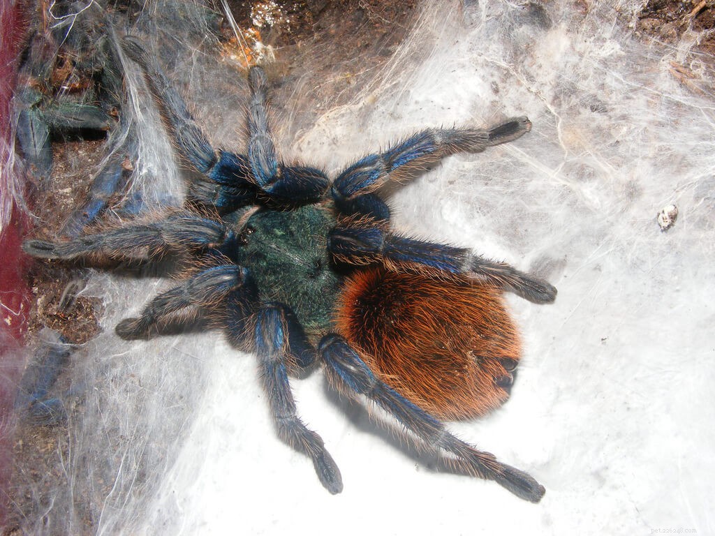 Top Tarantula Choices for New Hobbyists: A Guide to the Best Beginner-Friendly Species