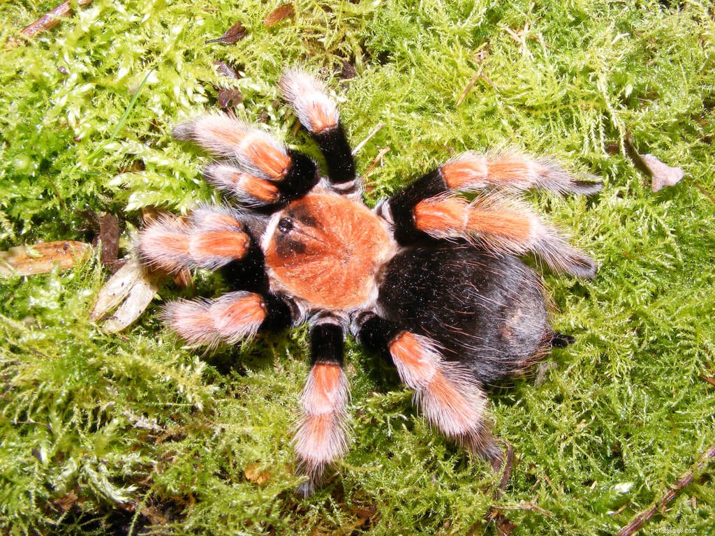 Top Tarantula Choices for New Hobbyists: A Guide to the Best Beginner-Friendly Species