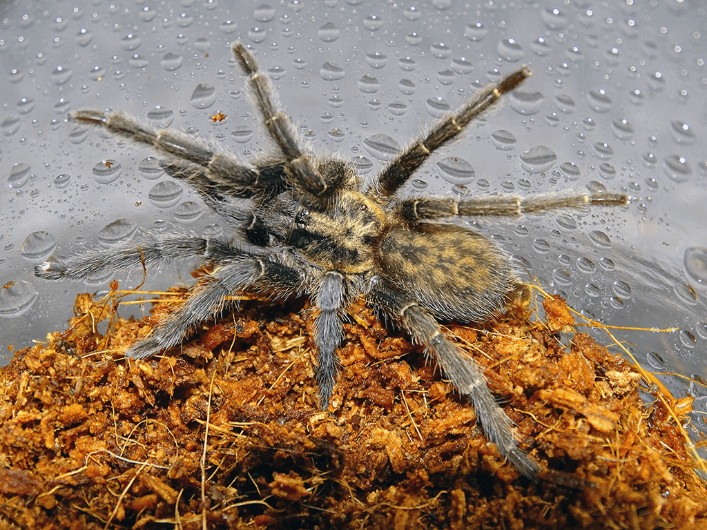 Heterothele villosella Care Guide – Tanzanian Dwarf Chestnut Baboon Tarantula