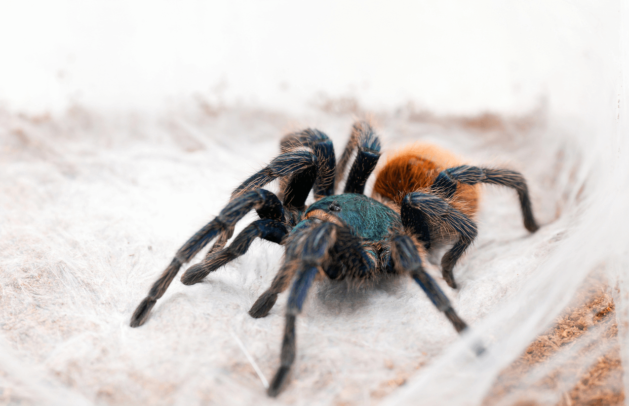 Expert Answers to the Top Tarantula FAQs