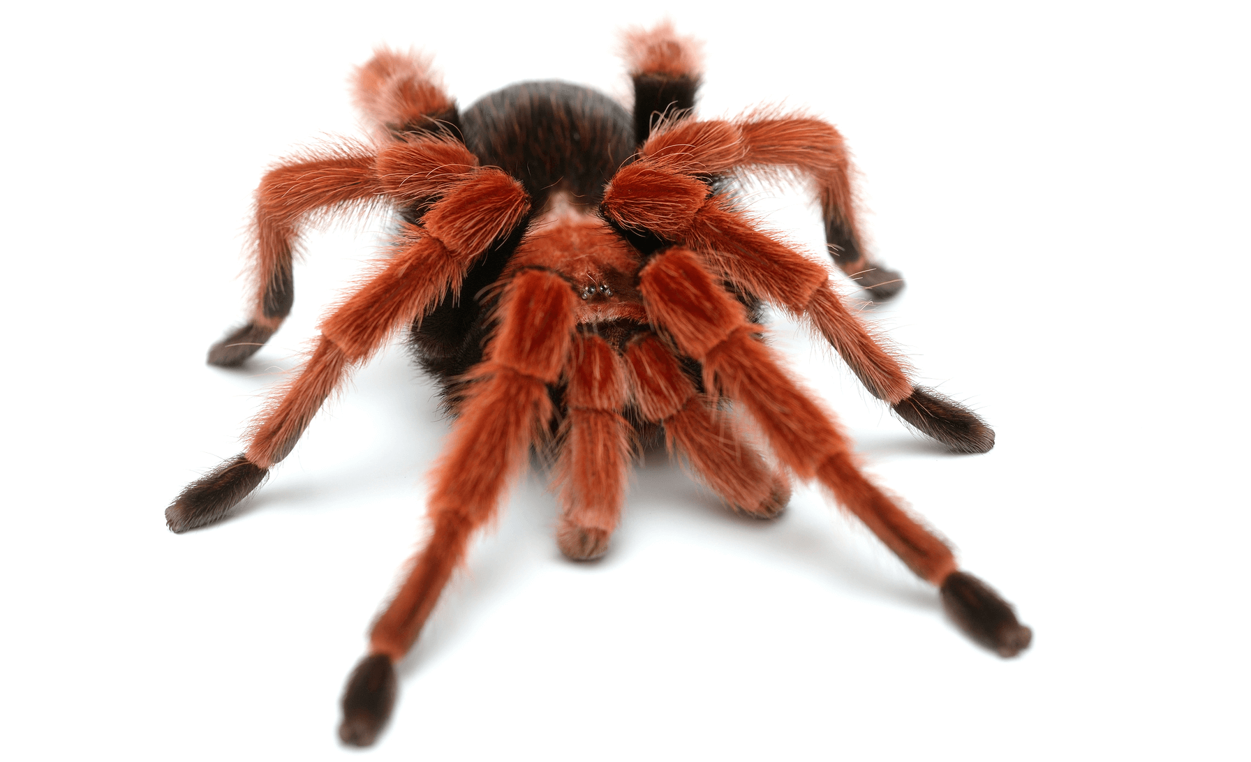 Do Male Tarantulas Die After Mating? A Deep Dive into Their Life Cycle