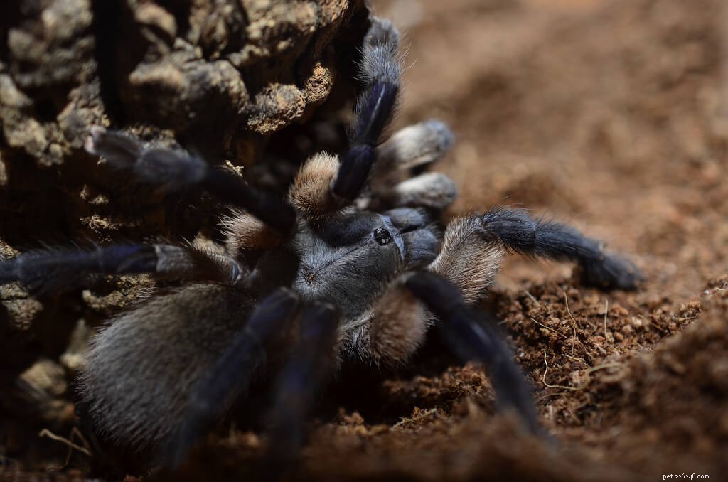 Socotra Island Blue Baboon (Monocentropus balfouri) – Comprehensive Care Guide