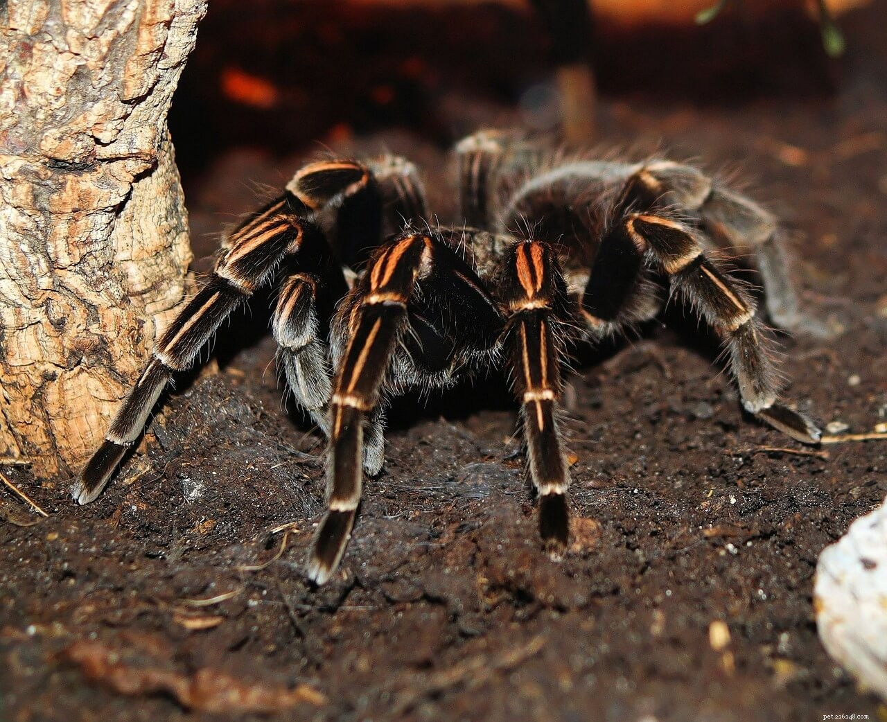 Are Tarantulas Dangerous to Humans? Debunking Myths & Safety Tips