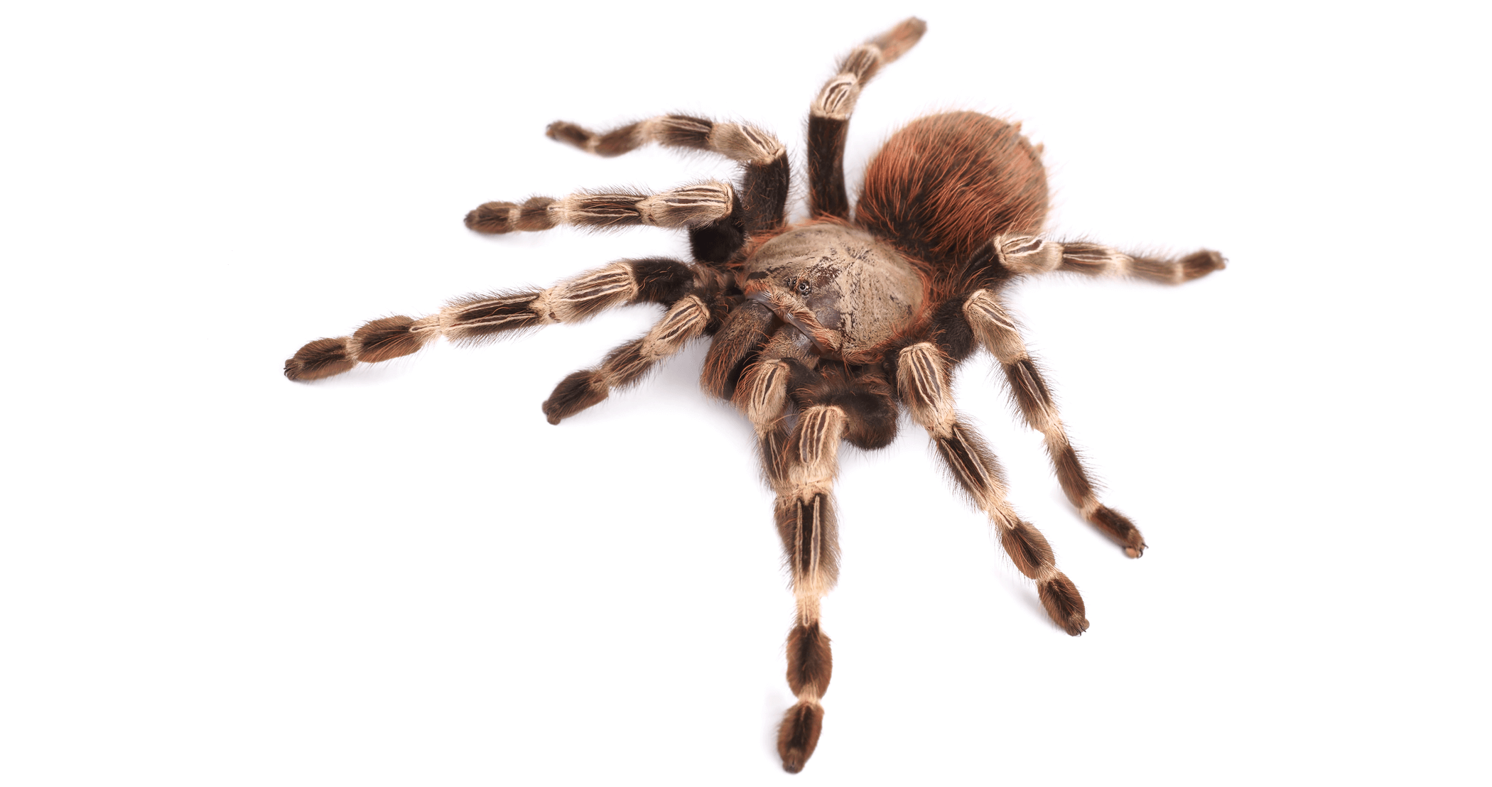 Are Tarantulas the Ideal Pet? Pros & Cons Explained