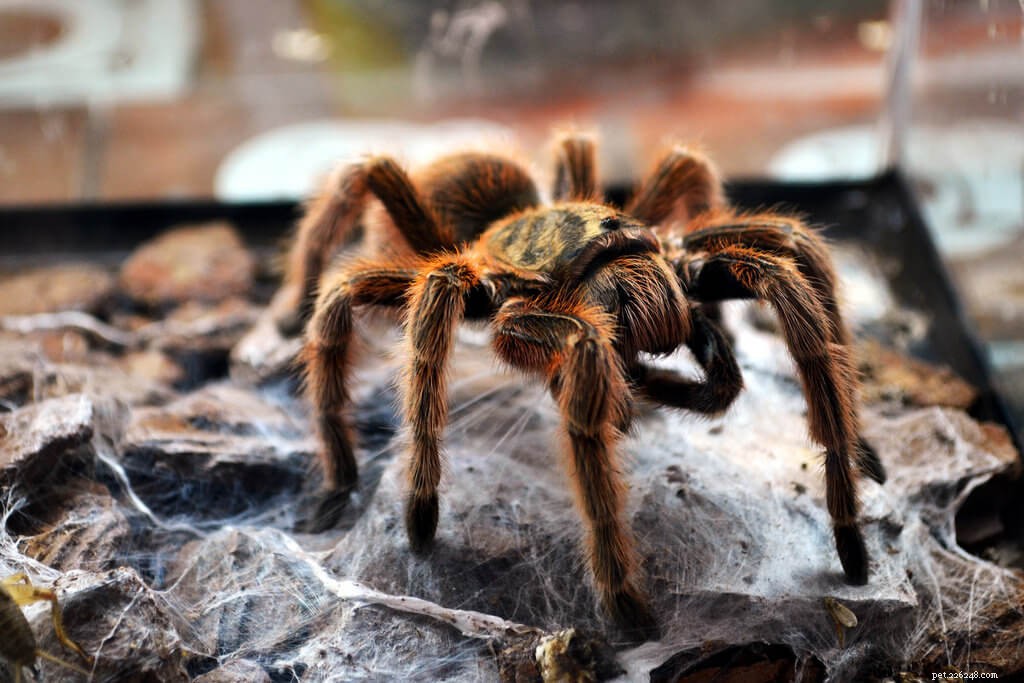Premium Tarantula Cages & Housing: Expert-Recommended Enclosures for 2024
