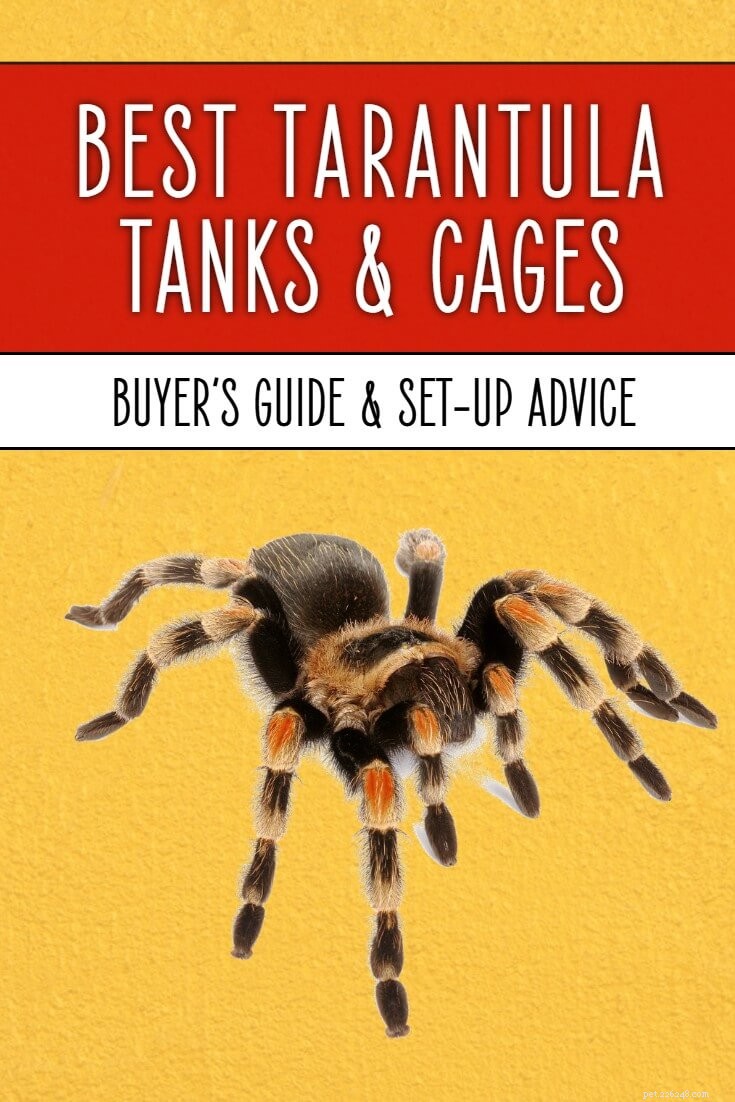Premium Tarantula Cages & Housing: Expert-Recommended Enclosures for 2024