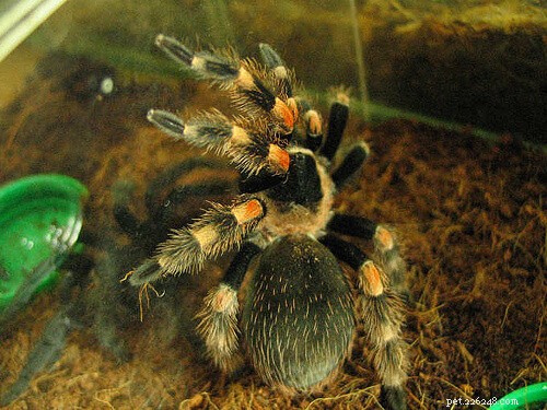 Mexican Red Knee Tarantula (Brachypelma hamorii) – Comprehensive Care Guide