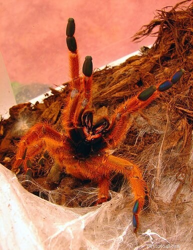 Orange Bitey Thing (OBT) Tarantula Care Guide: Handling, Housing & Safety