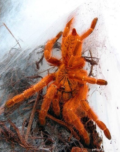 Orange Bitey Thing (OBT) Tarantula Care Guide: Handling, Housing & Safety