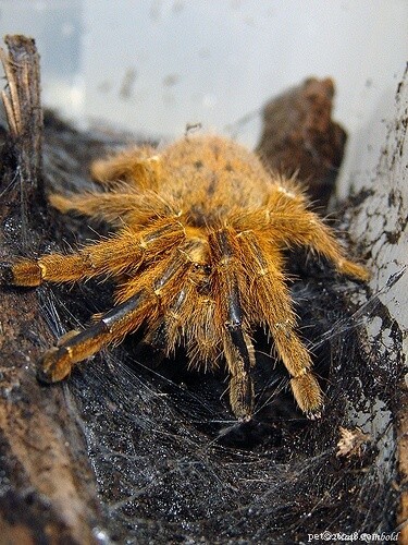 Orange Bitey Thing (OBT) Tarantula Care Guide: Handling, Housing & Safety
