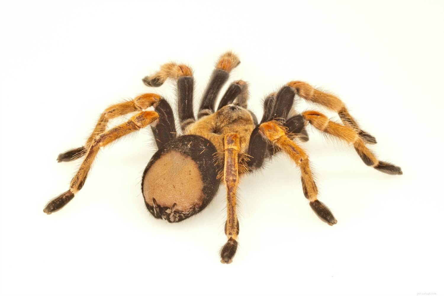 Bald Abdomen in Tarantulas Explained: When to Expect Molting and How to Care