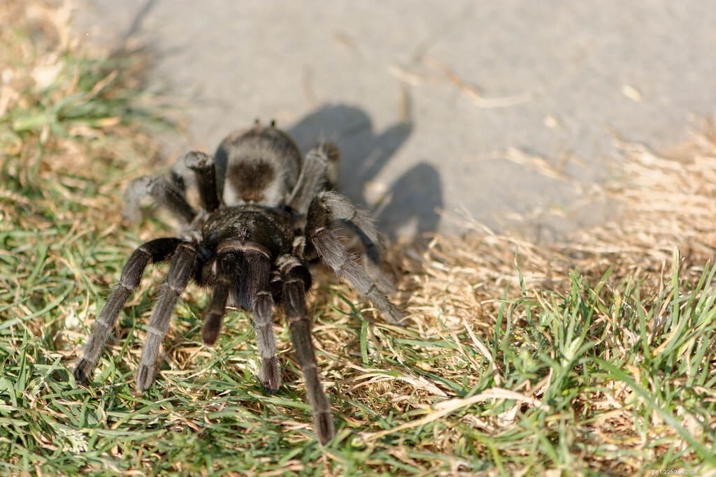 Brazilian Black Tarantula (Grammostola pulchra) Care Guide: Feeding, Housing & Health