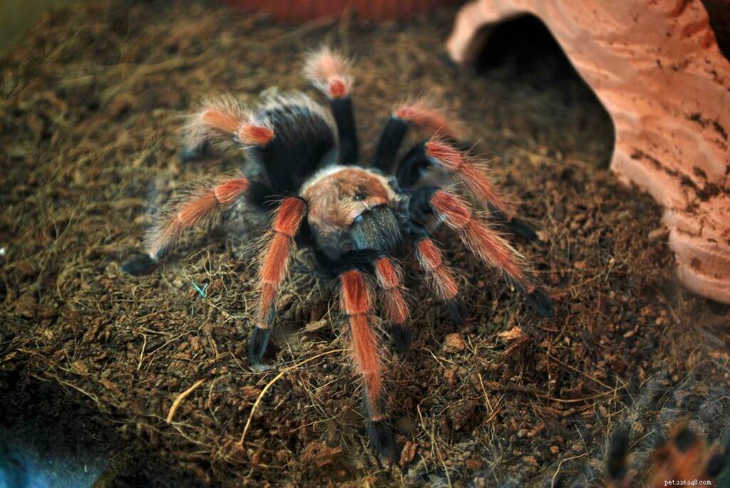 Mexican Fireleg Tarantula (Brachypelma boehmei) Care Guide