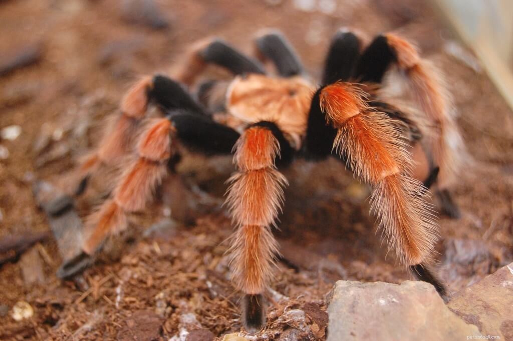 Mexican Fireleg Tarantula (Brachypelma boehmei) Care Guide