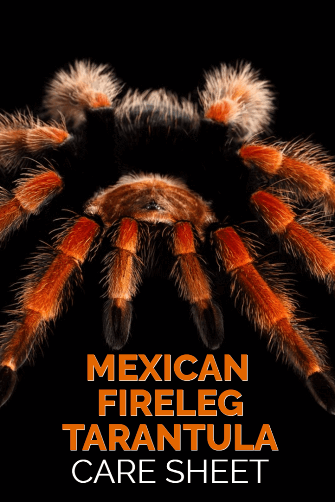 Mexican Fireleg Tarantula (Brachypelma boehmei) Care Guide
