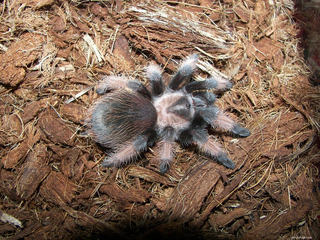 Ultimate Care Guide for the Mexican Red Leg Tarantula (Brachypelma emilia)