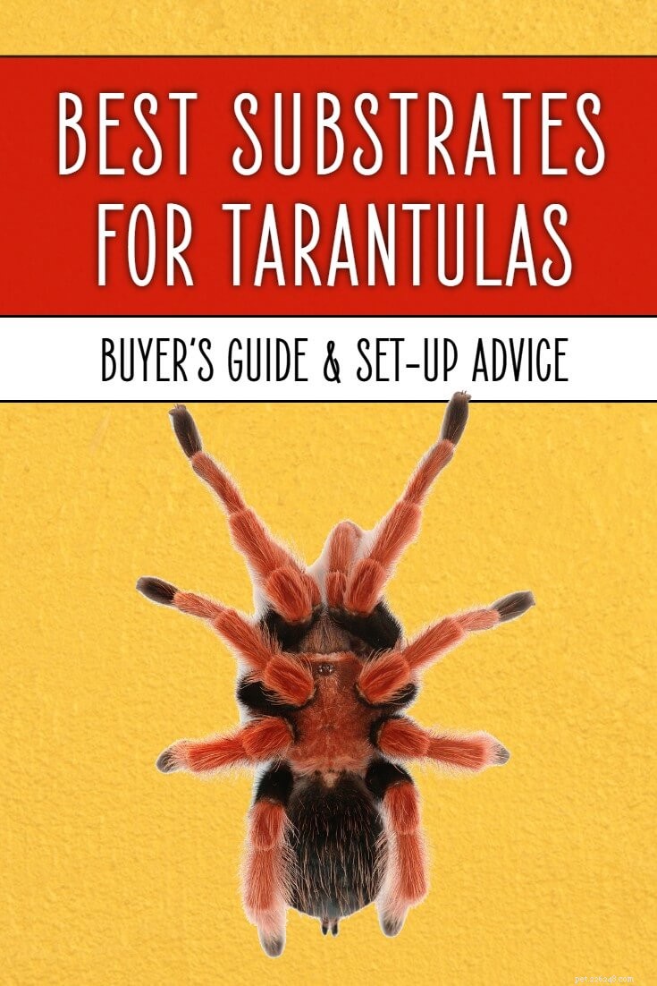 Choosing the Best Substrate for Your Tarantula: A Comprehensive Guide