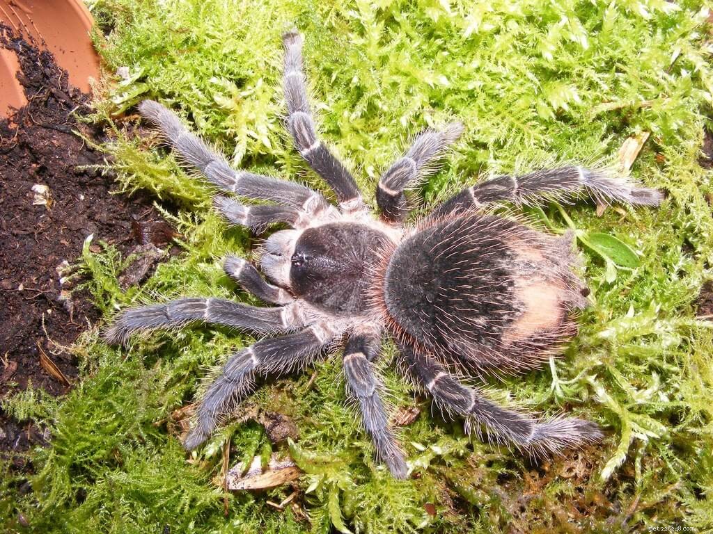 Lasiodora parahybana (Salmon Pink Birdeater) Care Guide: Size, Color, and Habitat