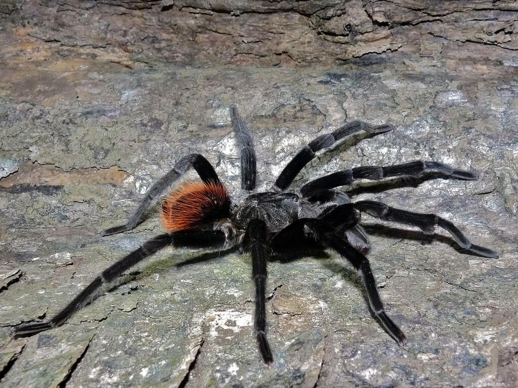 Comprehensive Care Guide for the Mexican Red Rump Tarantula (Tliltocatl vagans)