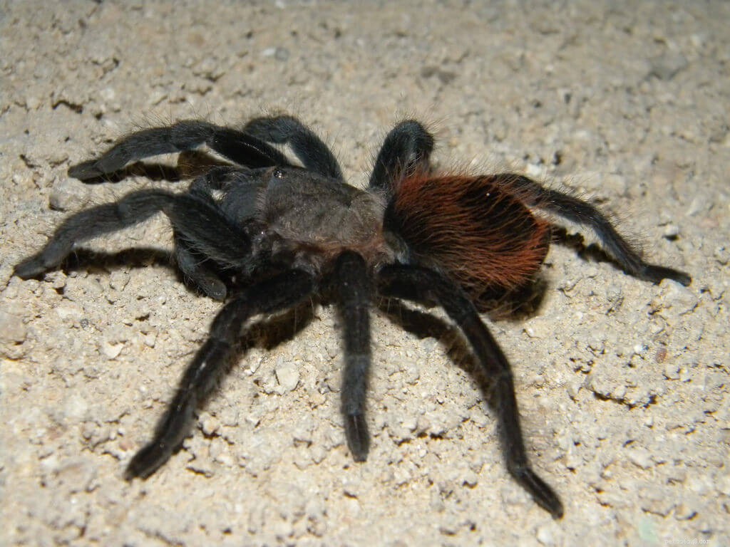 Comprehensive Care Guide for the Mexican Red Rump Tarantula (Tliltocatl vagans)