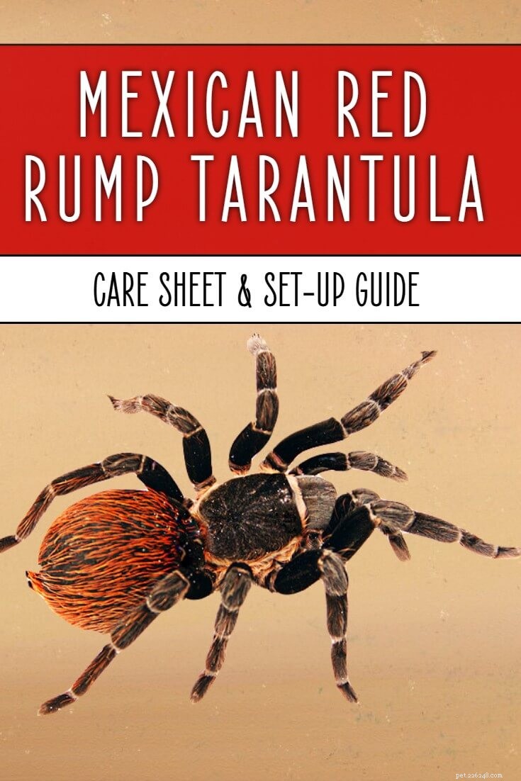 Comprehensive Care Guide for the Mexican Red Rump Tarantula (Tliltocatl vagans)