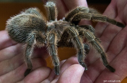 Handling Tarantulas Safely: A Comprehensive Guide