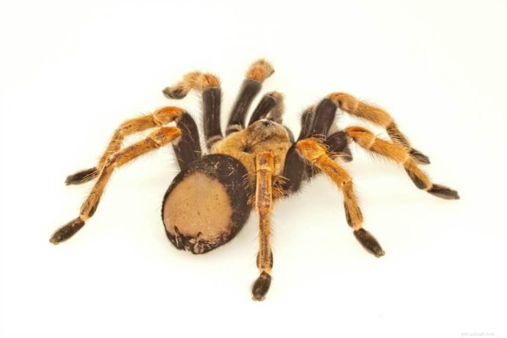 How to Tell if Your Tarantula is About to Molt: Key Signs & Care Tips