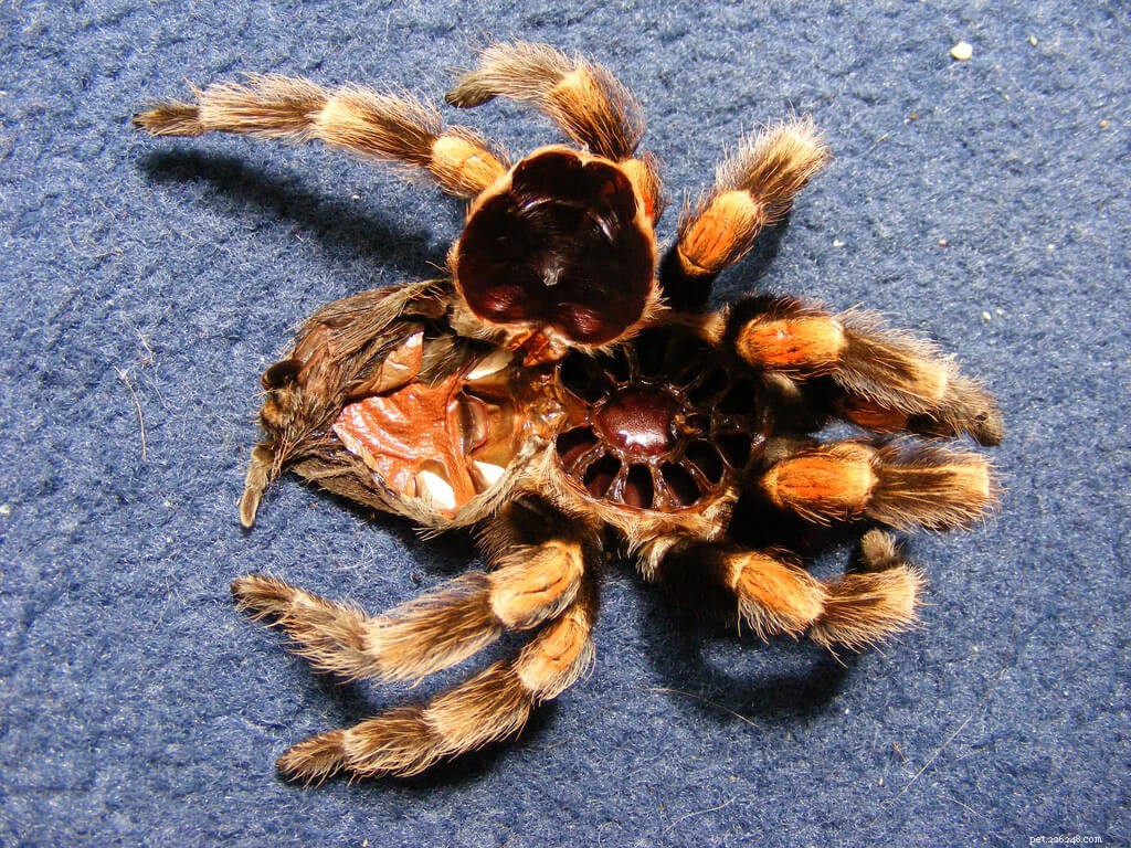 How to Tell if Your Tarantula is About to Molt: Key Signs & Care Tips