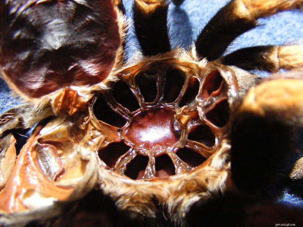 How to Tell if Your Tarantula is About to Molt: Key Signs & Care Tips