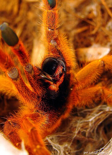 How to Tell if Your Tarantula is About to Molt: Key Signs & Care Tips