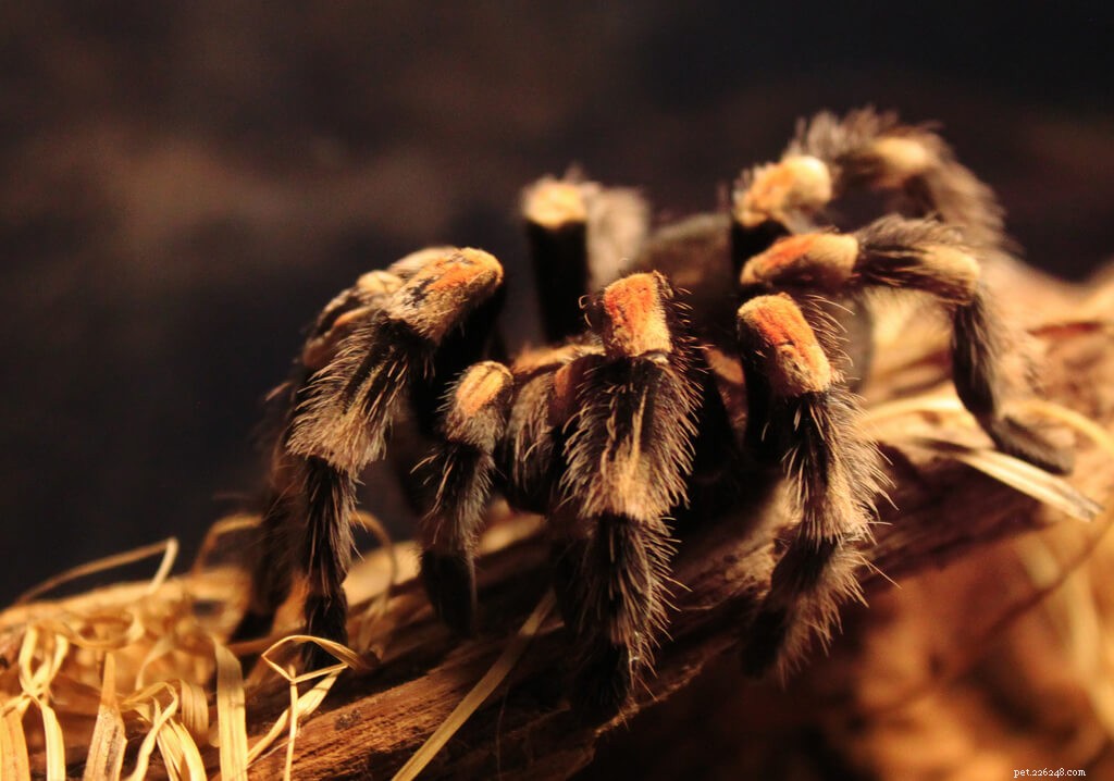 How to Tell if Your Tarantula is About to Molt: Key Signs & Care Tips