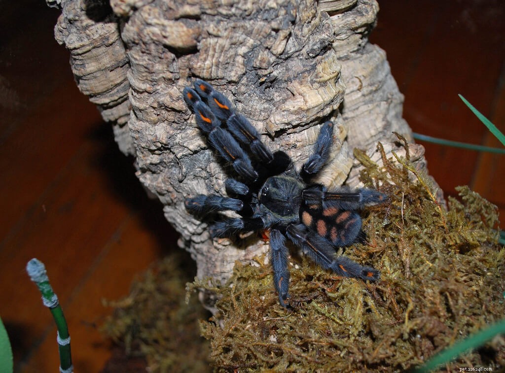 Complete Care Guide for the Venezuelan Sun Tiger Tarantula (Psalmopoeus irminia)