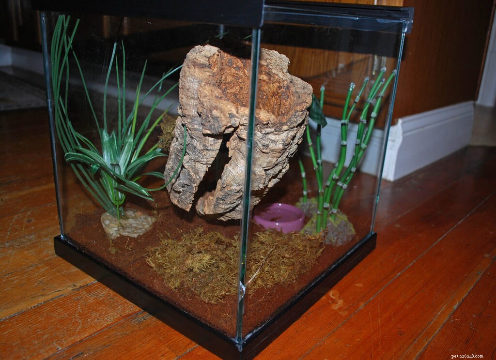 Complete Care Guide for the Venezuelan Sun Tiger Tarantula (Psalmopoeus irminia)
