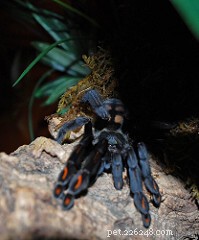 Complete Care Guide for the Venezuelan Sun Tiger Tarantula (Psalmopoeus irminia)
