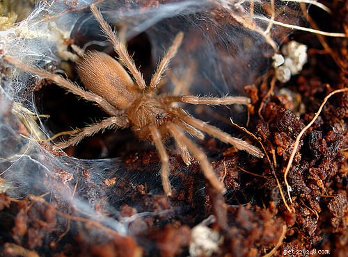 Expert Guide: Caring for Tarantula Spiderlings for Healthy Growth