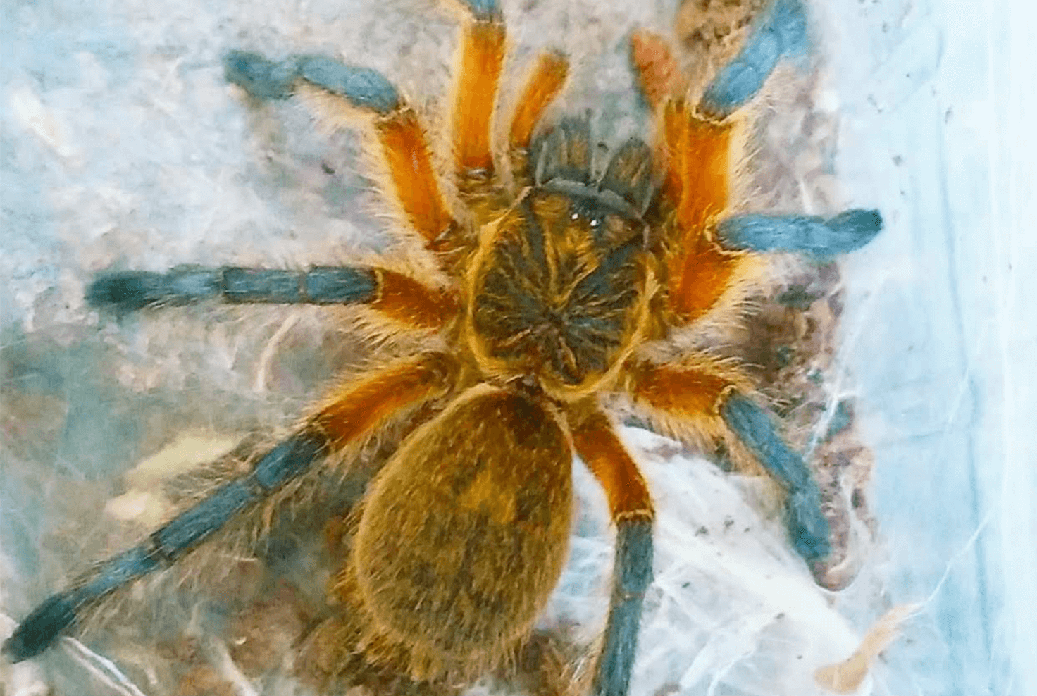 Harpactira pulchripes (Golden Blue Leg Baboon) – Comprehensive Care Guide