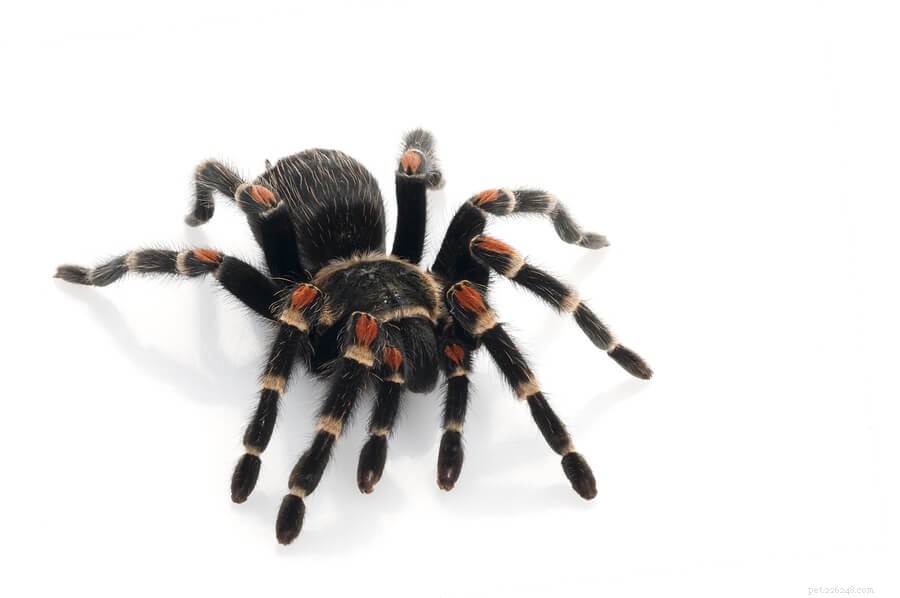 Brachypelma auratum Care Guide: Everything You Need for Your Mexican Flame Knee Tarantula